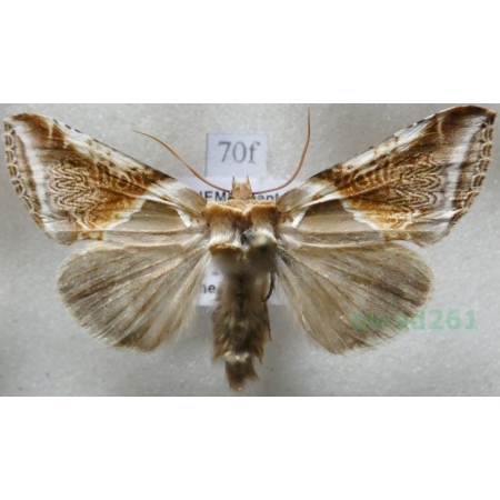 Habrosyne pyritoides (Hufnagel, 1766) Pluszówka agatka Czech70f